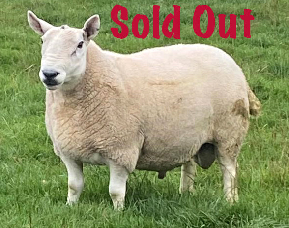 North Country Cheviot "Allanshaws XR3" 0411X14189 (UK0562084-14189) [13174] - Tank #4 - Semen imported into USA - Sold Out