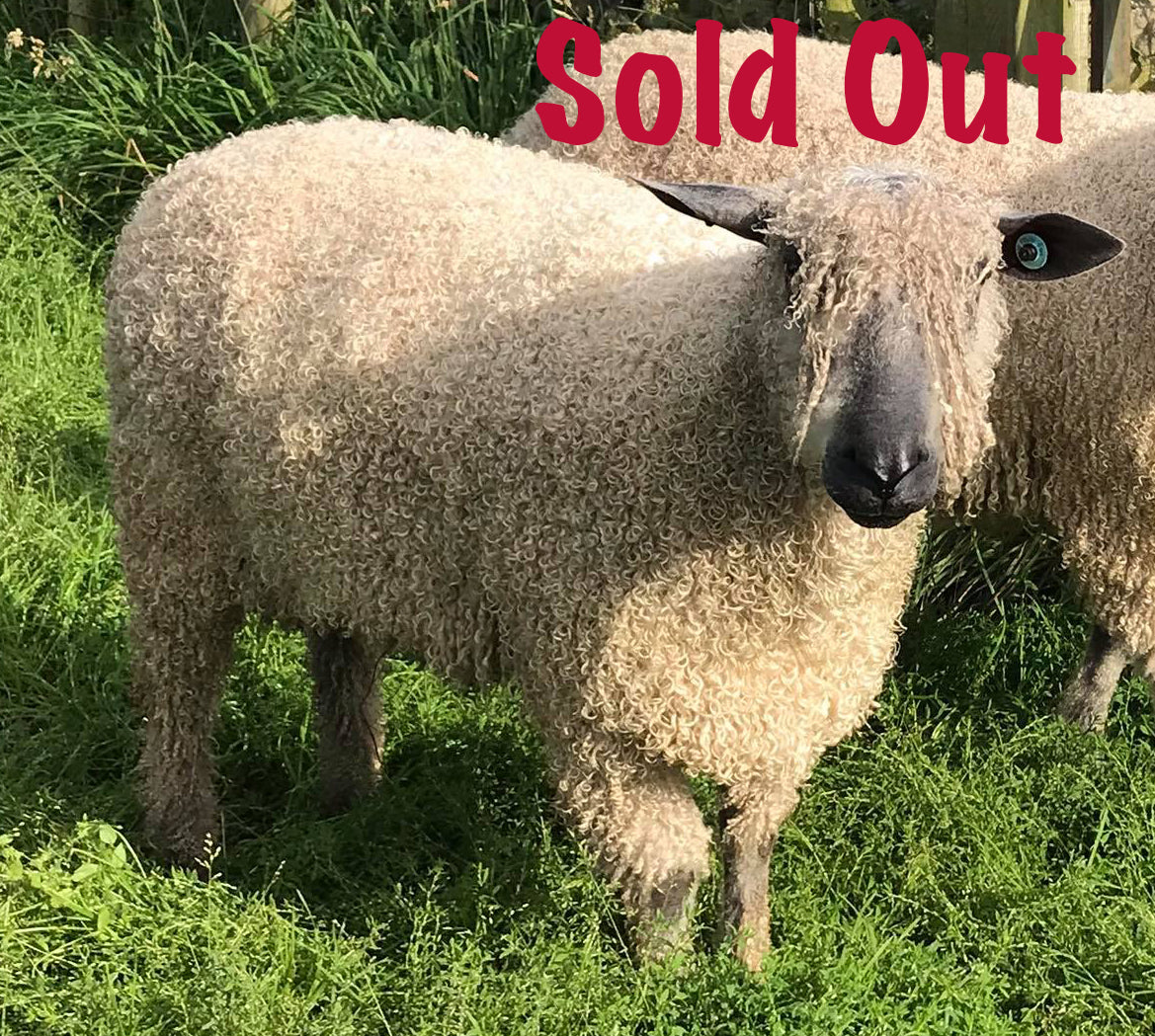 Wensleydale (white) "West End Brexiteer 7670" (694/18/757) (UK0107504-00757) - Tank #1 - Semen Imported into USA - Sold Out