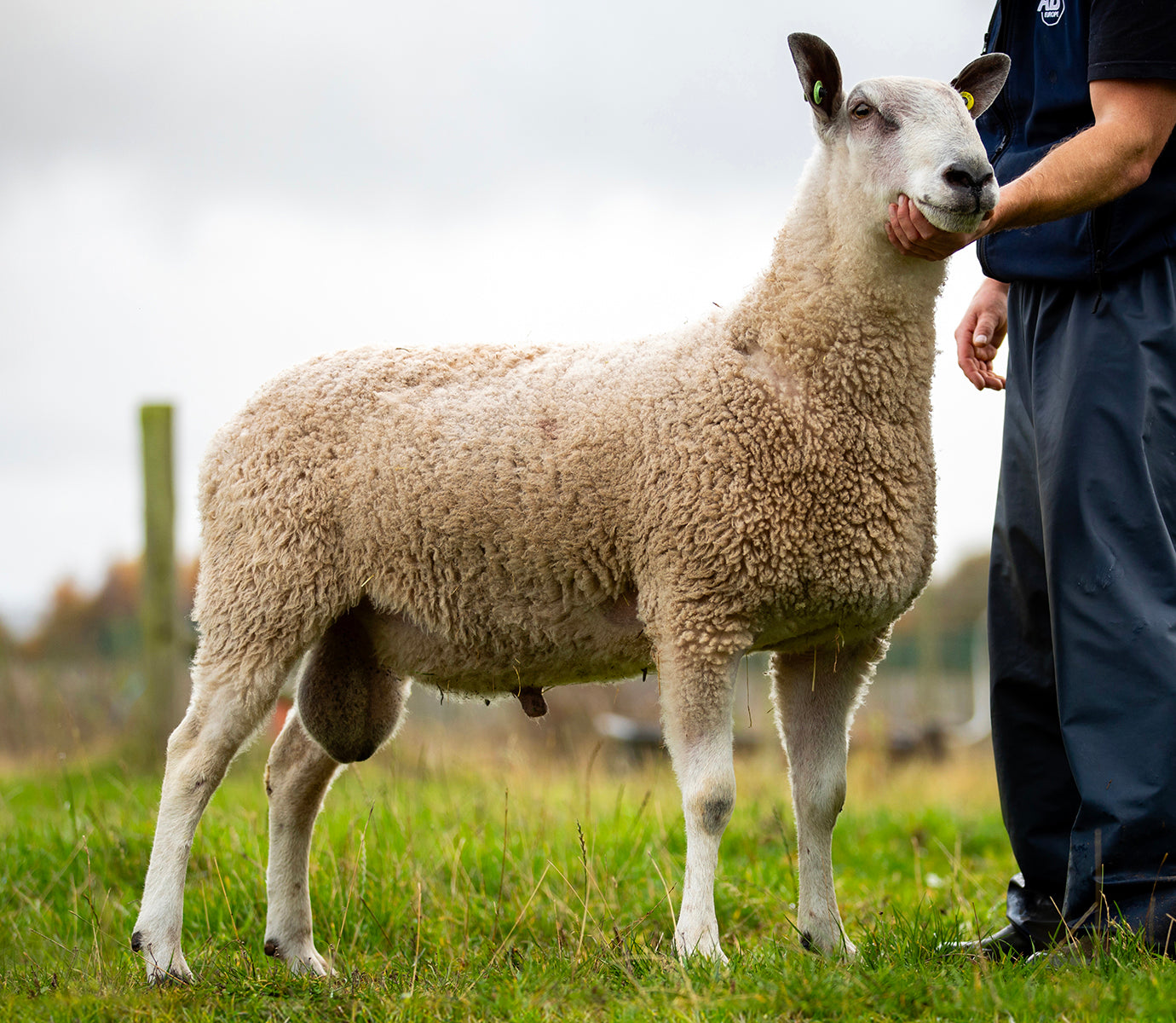 Bluefaced Leicester "Espley 4024/S012" (UK0118177-03935) - NEW for late 2024 semen collection & early 2025 importation