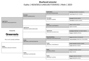 Bluefaced Leicester "Espley 4024/S012" (UK0118177-03935) - NEW for late 2024 semen collection & early 2025 importation