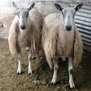 Bluefaced Leicester "Espley 4024/S012" (UK0118177-03935) - NEW for late 2024 semen collection & early 2025 importation