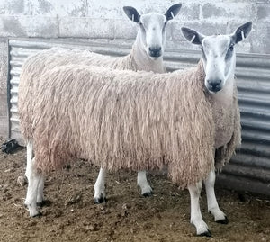 Bluefaced Leicester "Espley 4024/S012" (UK0118177-03935) - NEW for late 2024 semen collection & early 2025 importation