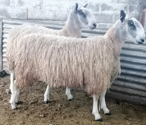 Bluefaced Leicester "Espley 4024/S012" (UK0118177-03935) - NEW for late 2024 semen collection & early 2025 importation