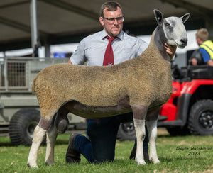 Bluefaced Leicester "Philiphaugh R1" (3435/R001) (UK0562147-34437) - NEW for late 2024 semen collection & early 2025 importation