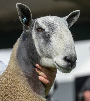 Bluefaced Leicester "Philiphaugh R1" (3435/R001) (UK0562147-34437) - NEW for late 2024 semen collection & early 2025 importation