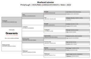 Bluefaced Leicester "Philiphaugh R1" (3435/R001) (UK0562147-34437) - NEW for late 2024 semen collection & early 2025 importation