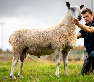 Bluefaced Leicester "Philiphaugh R1" (3435/R001) (UK0562147-34437) - NEW for late 2024 semen collection & early 2025 importation