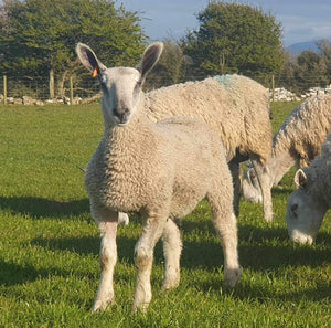 Bluefaced Leicester "Philiphaugh R1" (3435/R001) (UK0562147-34437) - NEW for late 2024 semen collection & early 2025 importation