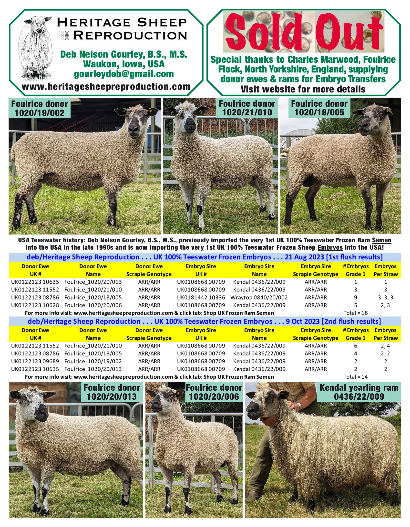 Teeswater 100% UK Embryos from Donor Ewes & Rams - in UK/AI Centre - Sold Out