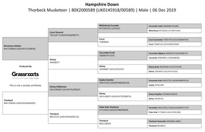 Hampshire Down "Thorbeck Musketeer" 80X2000589 (UK0145918-00589) - NEW for late 2024 semen collection & early 2025 importation