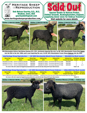 Wensleydale (black) 100% UK Embryos from Donor Ewes & Rams - in UK/AI Centre - Sold Out