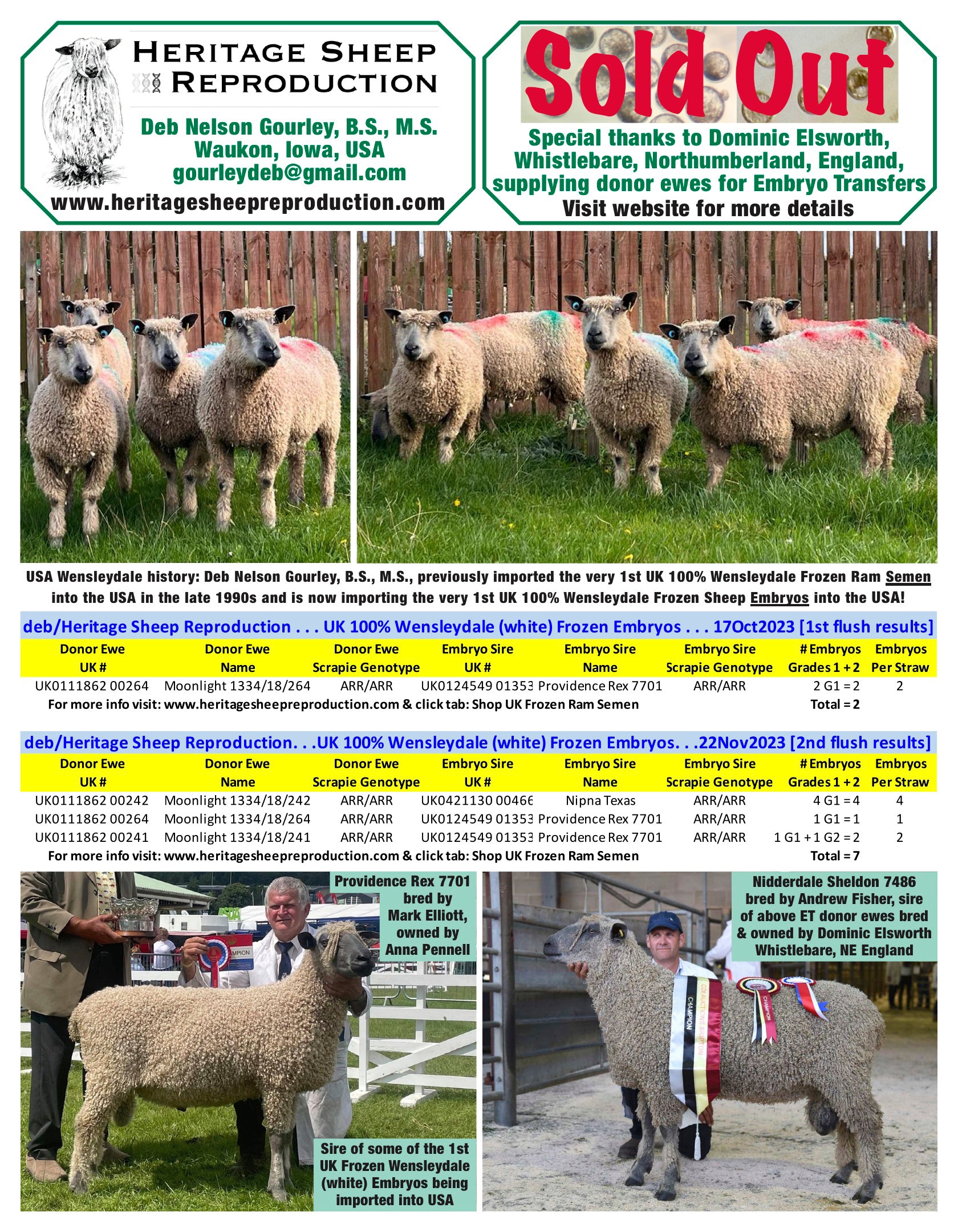 Wensleydale (white) 100% UK Embryos from Donor Ewes & Rams - in UK/AI Centre - Sold Out